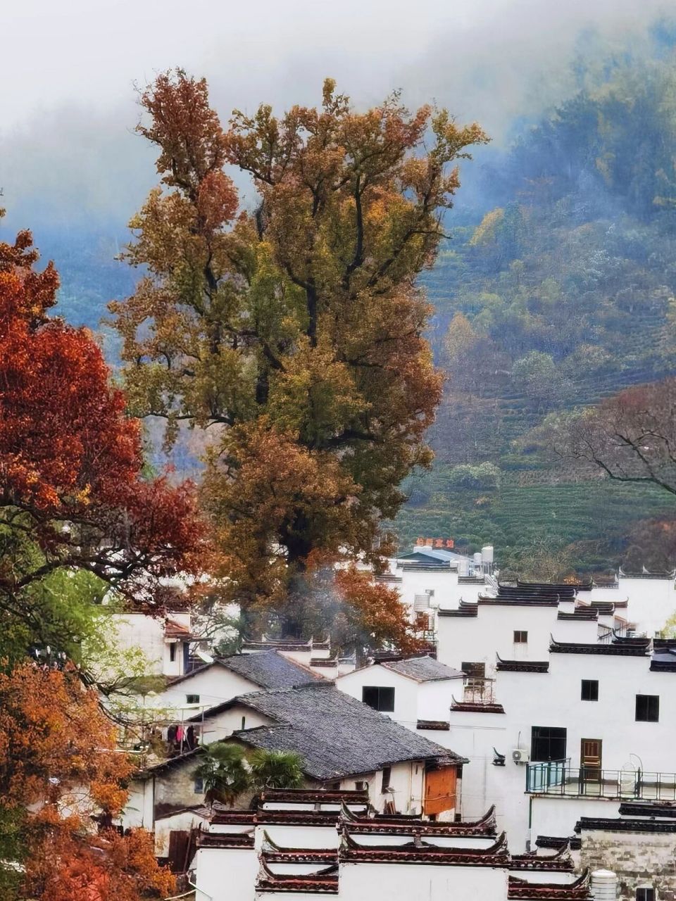 婺源枫叶图片