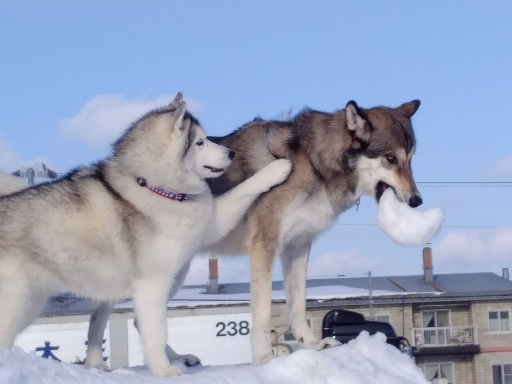 狼犬与哈士奇  ——cr:day206s16 676767  02020202