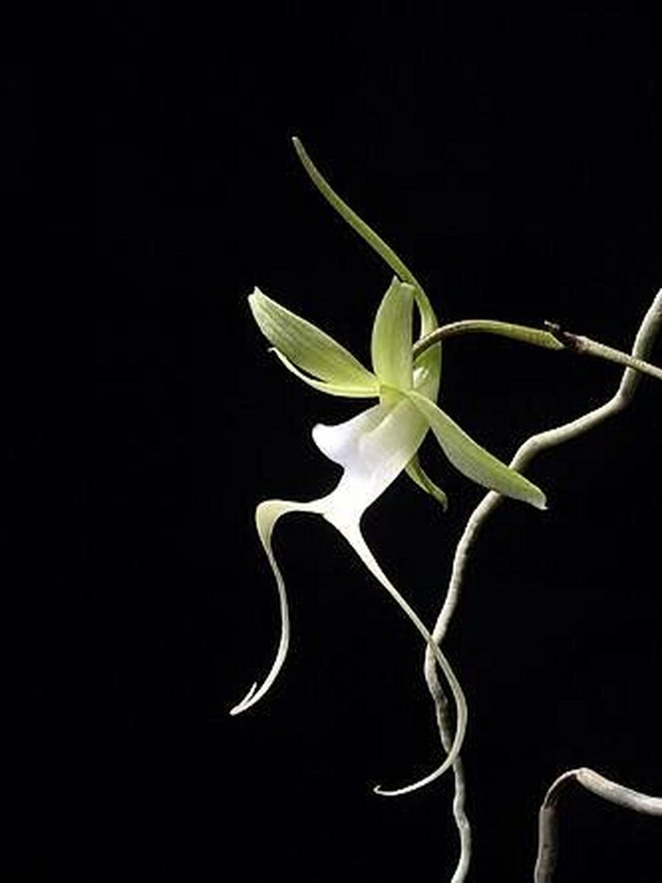 名字听着有点恐怖,十分珍稀的兰花品种|鬼 鬼兰(学名:dendrophylax