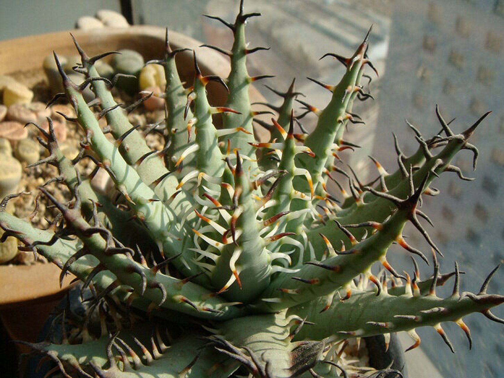 一生中要经历三次"变化"的芦荟-黑魔殿 这里说的变化是他的刺的颜色