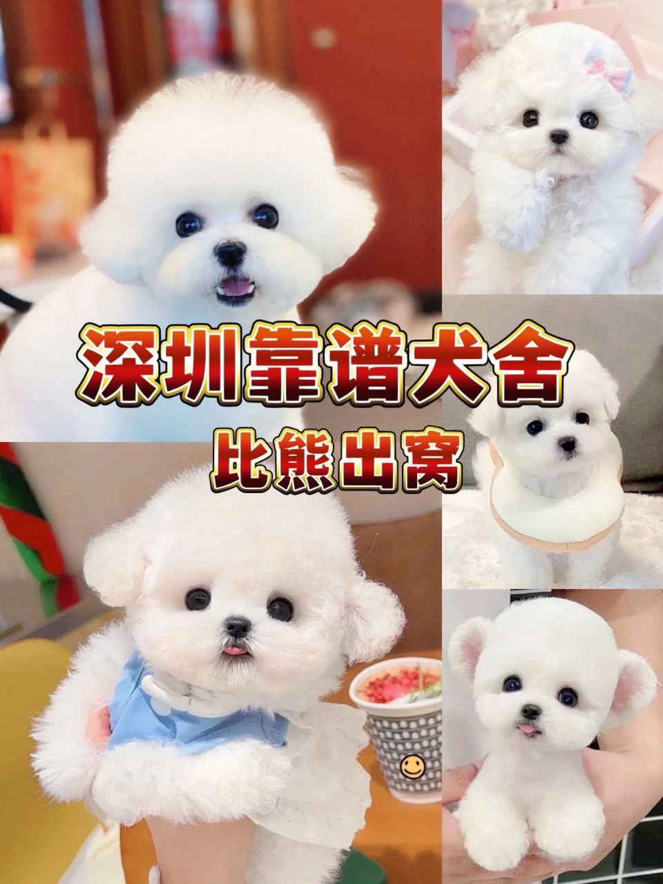 [皱眉r]比熊幼犬多少钱?
