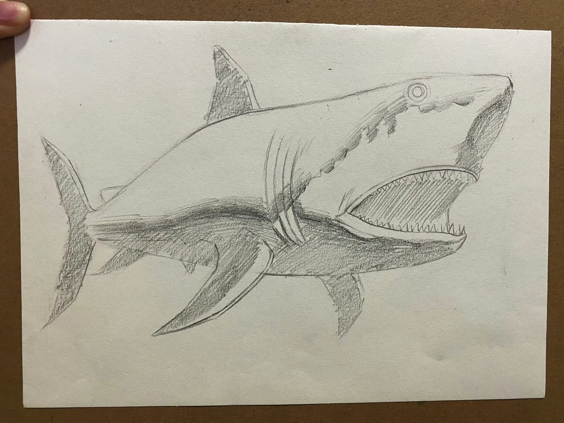 素描鲨鱼🦈