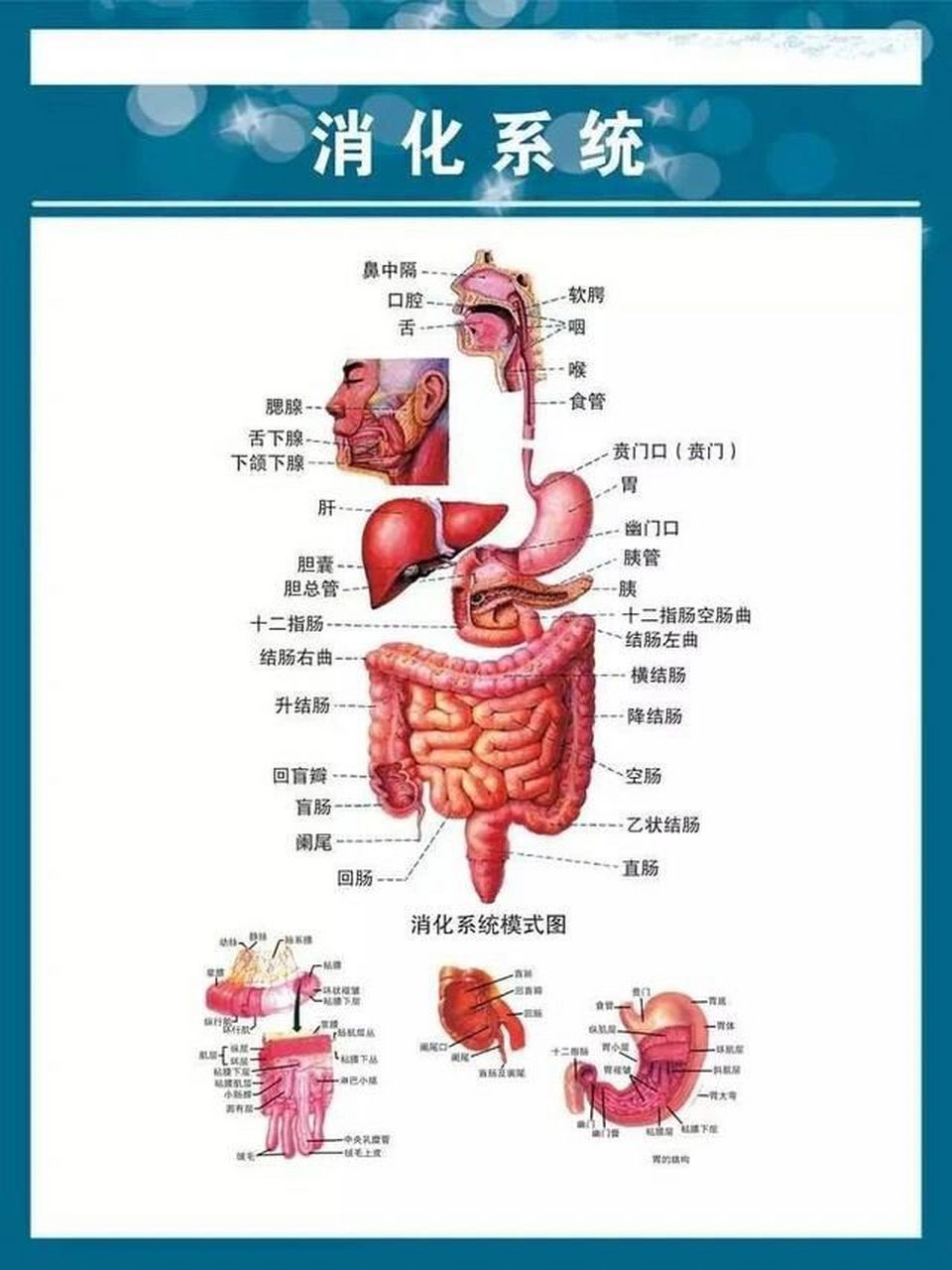 肠胃分解图图片