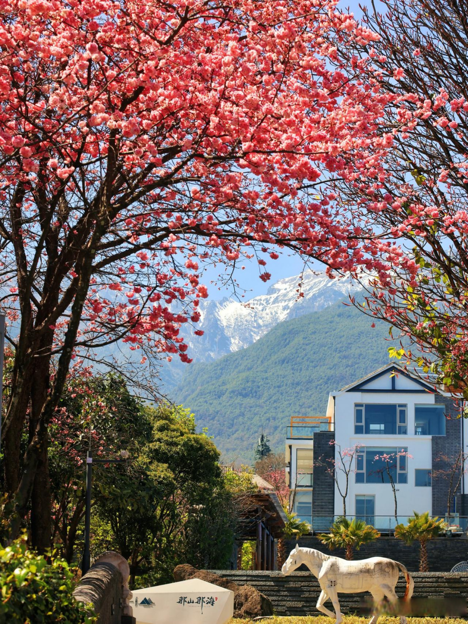 大理山水间樱花图片图片