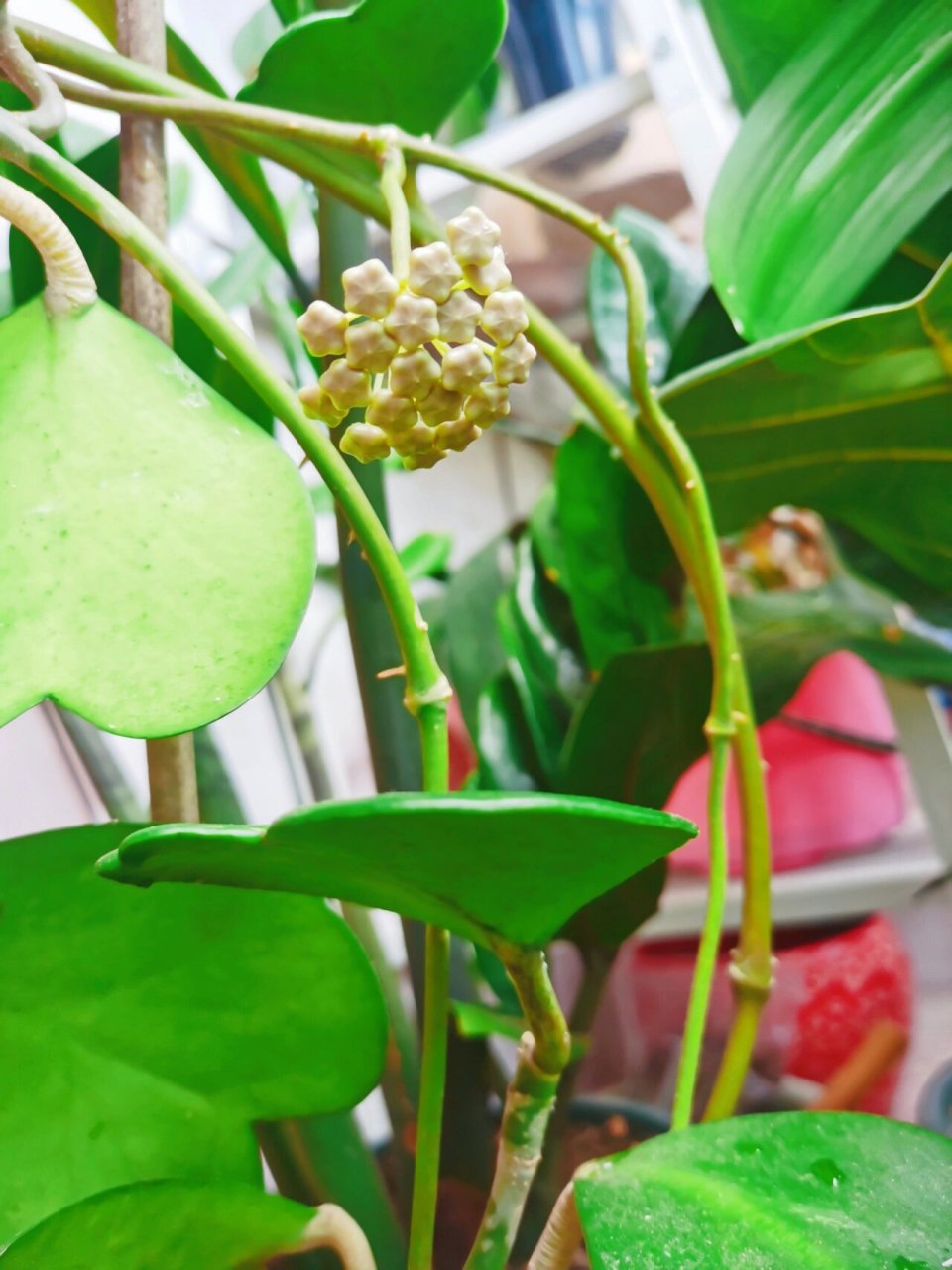 心叶球兰 养了两年了,长了很多可爱的心形叶子,今年终于长花梗,开花啦