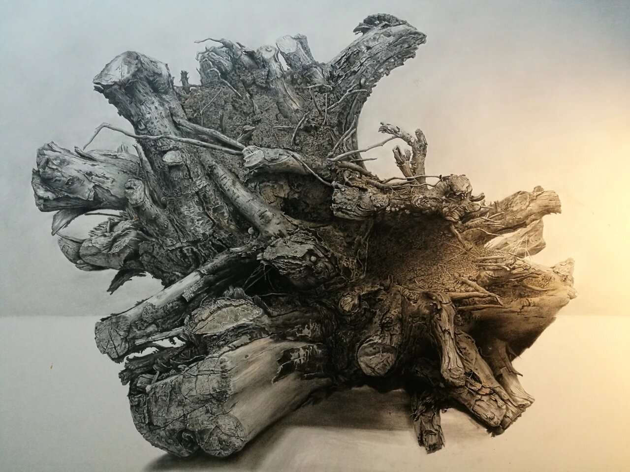 素描 《树根写生》