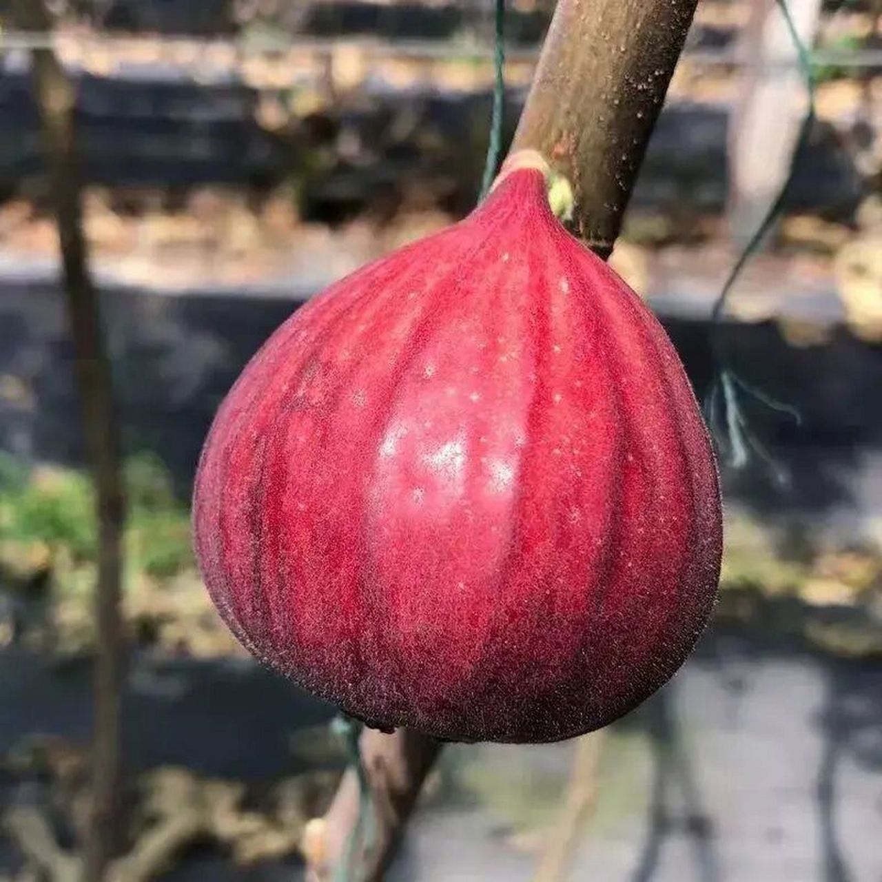玛斯义陶芬最高达到200g的无花果 昨天有小伙伴私聊我,有没有无花果
