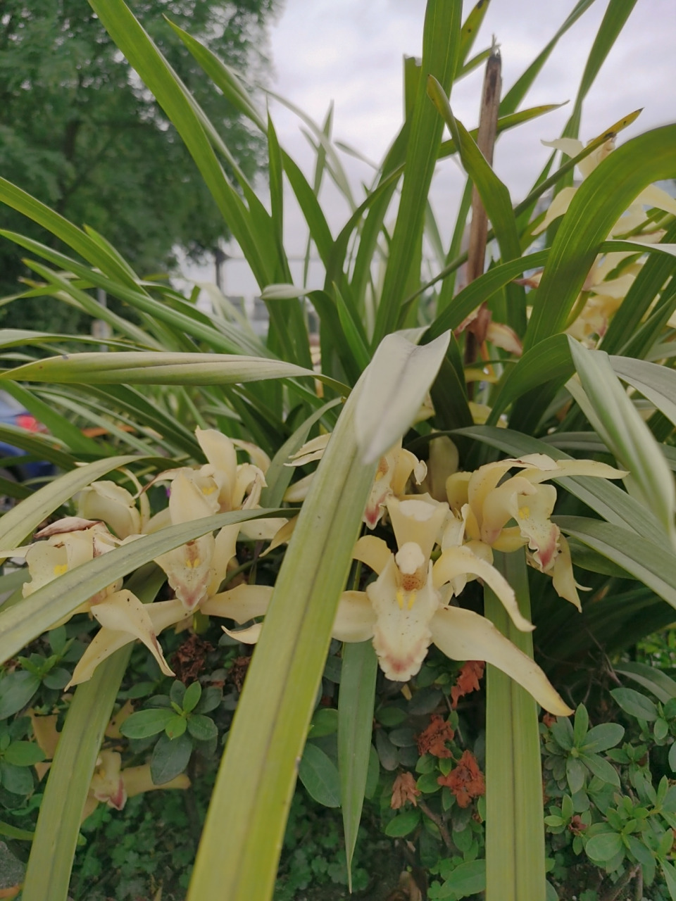 虎头兰,不怕晒的兰花 执着养各种兰花十年,从来没成功原来是我的阳台