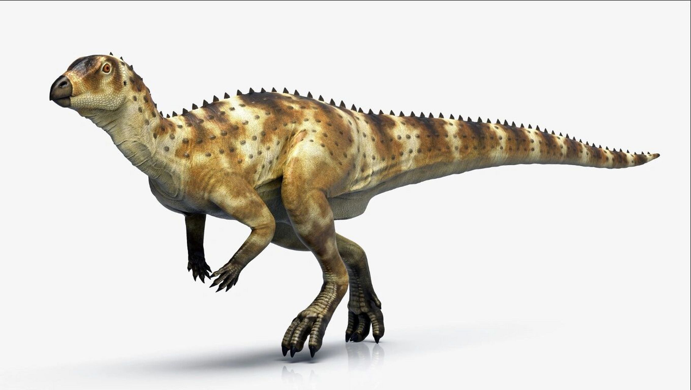 【恐龙百科】掘奔龙——会挖洞的恐龙 #恐龙# #古生物# #科普# #白垩