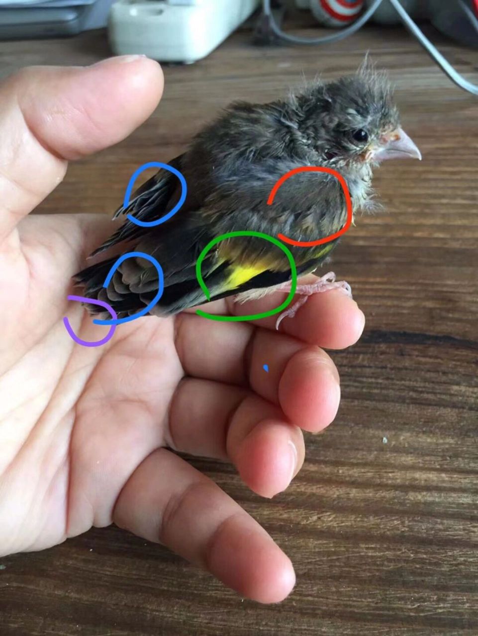 金翅鸟(雏鸟)成长观察录 最直观的对比 从8月23日捡到墩儿 到8月30日