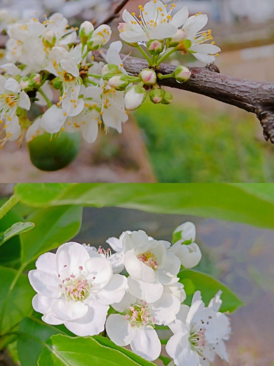 梨花和苹果花的区别图片