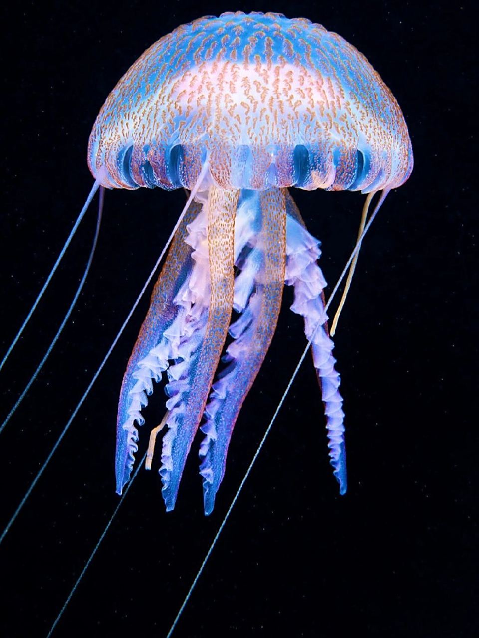 夜光游水母 98 fantasea·奇妙海洋 	 118.