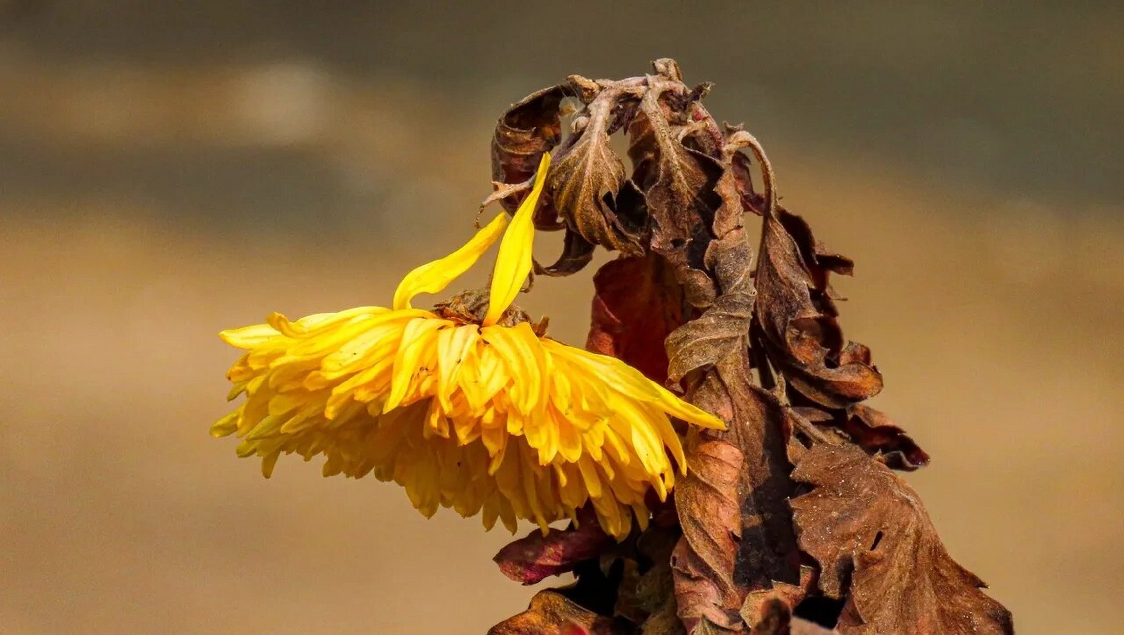 菊残犹有傲霜枝 菊残犹有傲霜枝
