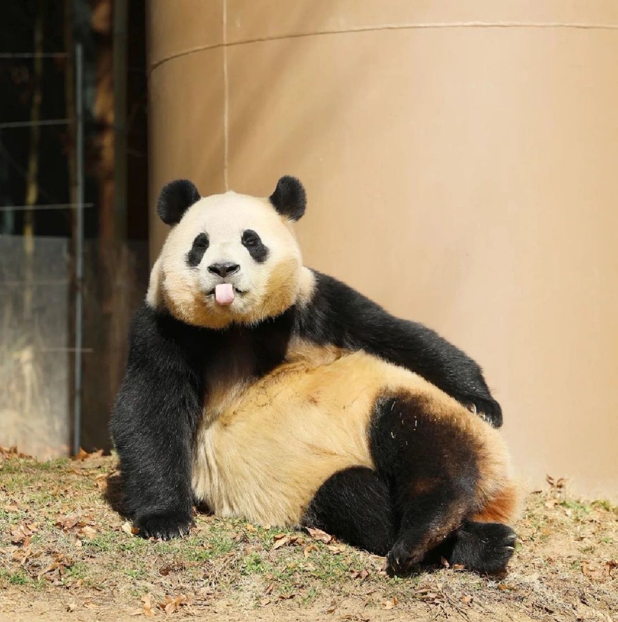 是可爱的福宝啦～ 是可爱的福猪猪啦～好惬意 图片搬运自ins