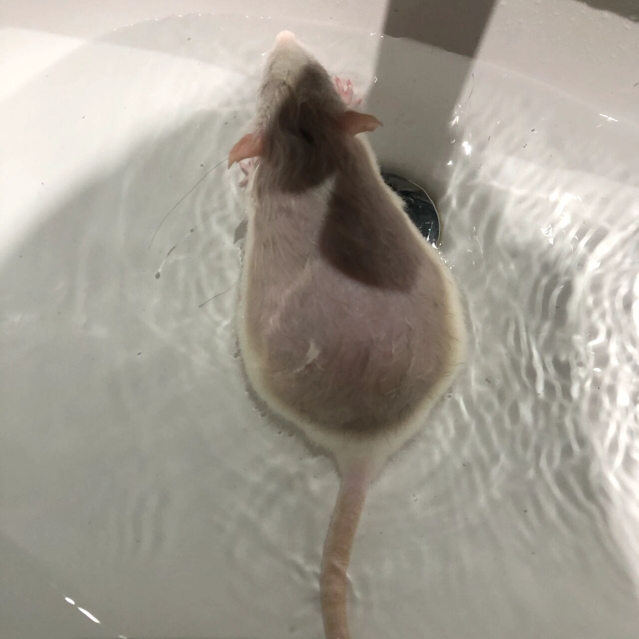 小白鼠洗澡图片