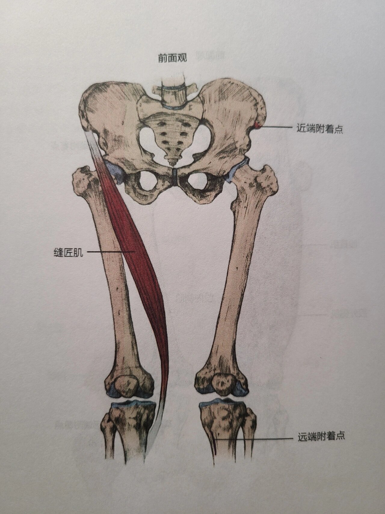 认识髋屈肌群③ 7815缝匠肌 近端附着点 髂前上棘 远端附着点