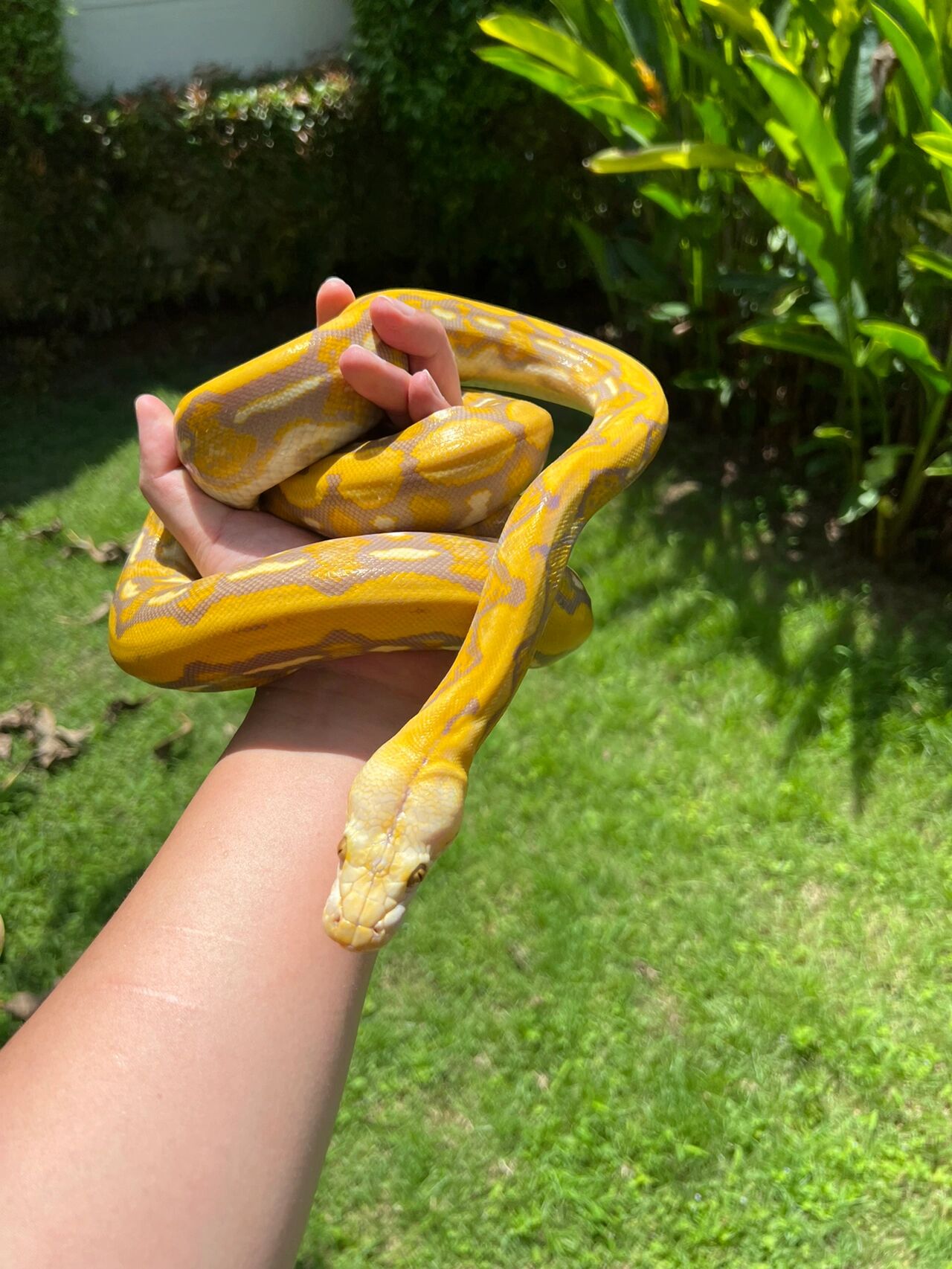 我在泰国养爬那些年(薰衣草网纹蟒) 变异网纹蟒-薰衣草 这条是我最早