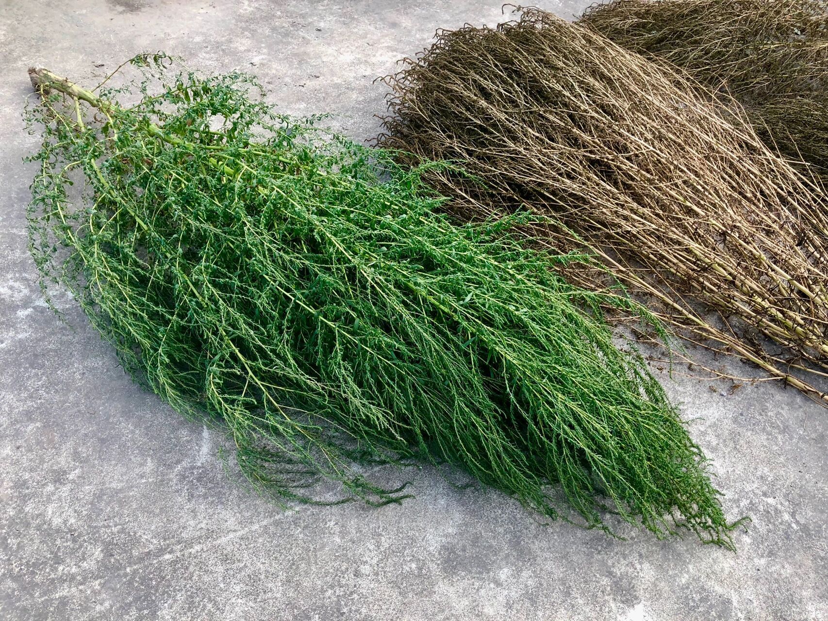 扫把树 挺好玩的 乡下看见的扫把树 很可爱啊