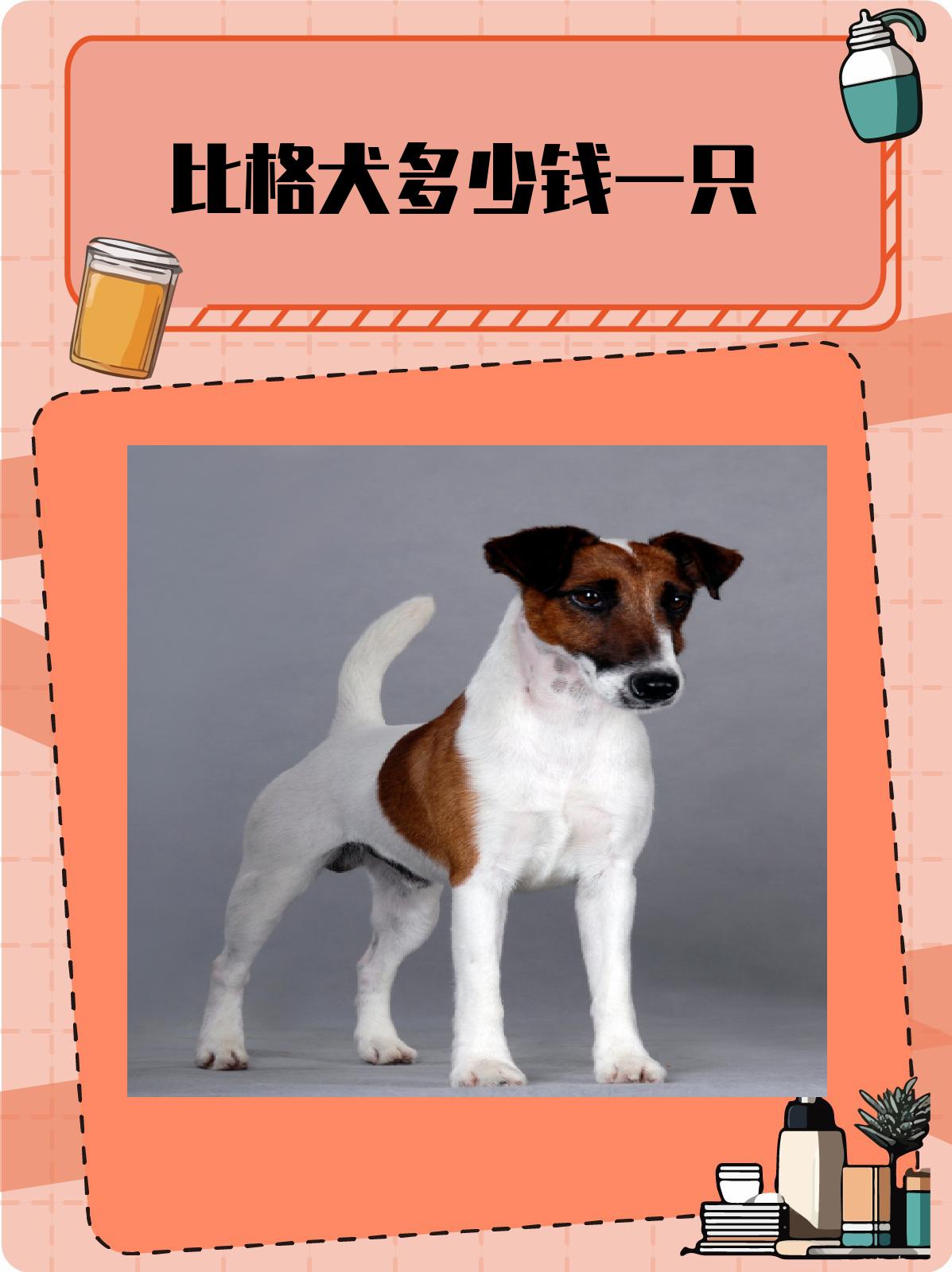 比格犬成年体型多大图片