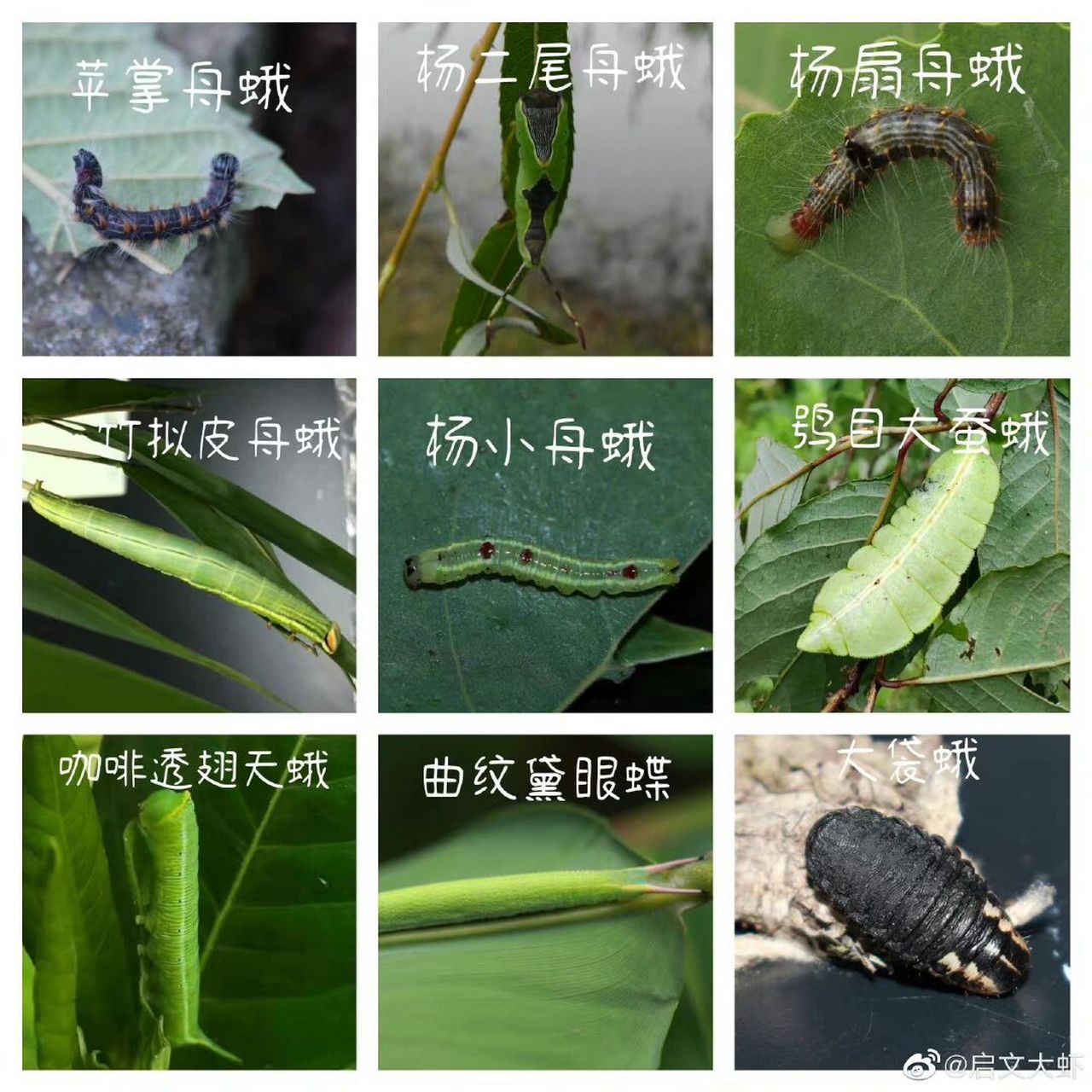 昆虫 来个81种鳞翅目的幼虫,方便大家