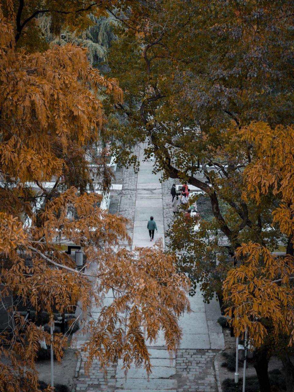 南京最美雪松大道98600年宫楼颜值巅峰 南京最美雪松大道98600年