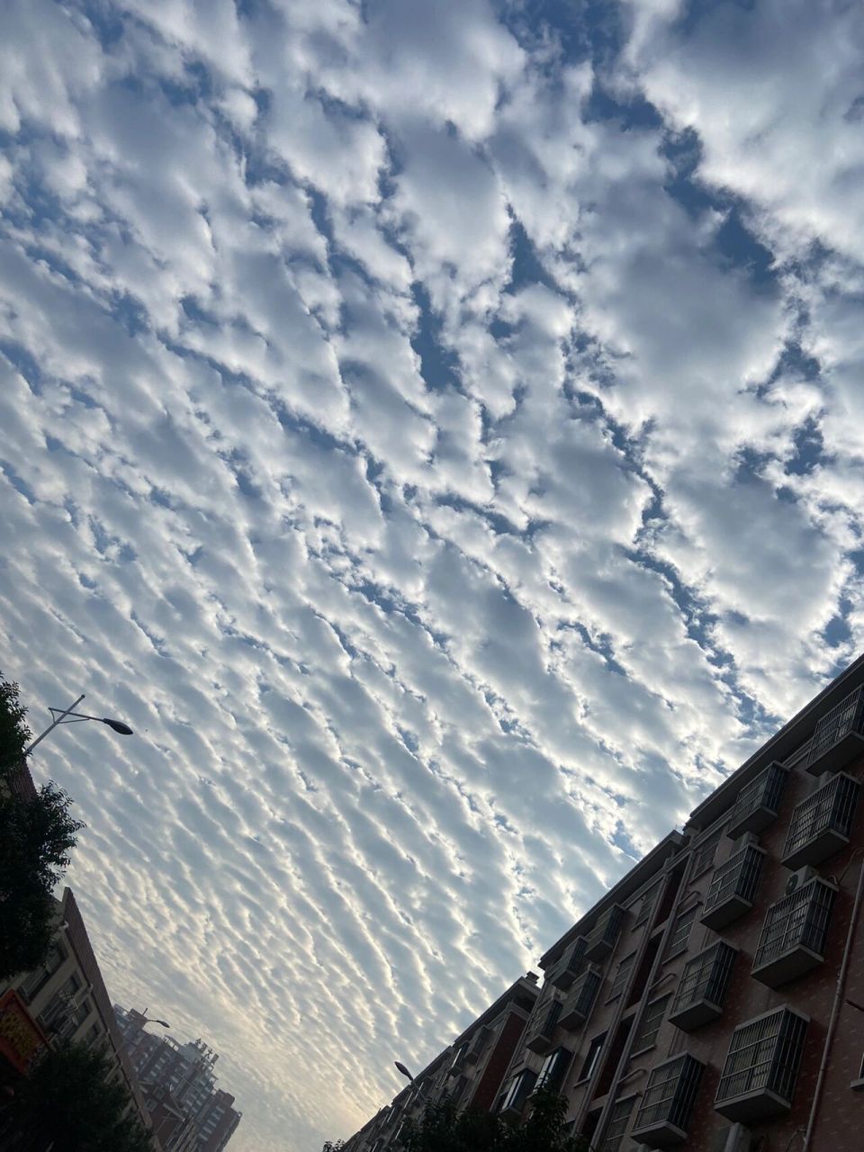 地震云还是鱼鳞云 一开始以为是地震云.现在知道了 是鱼鳞云