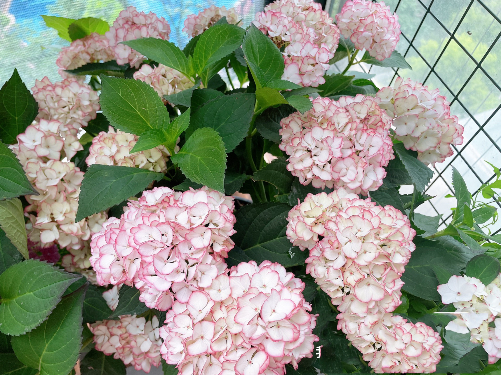 塞布丽娜绣球 塞布丽娜绣球,花园颜值担当 蕾丝边,属于绣球里面,皮实