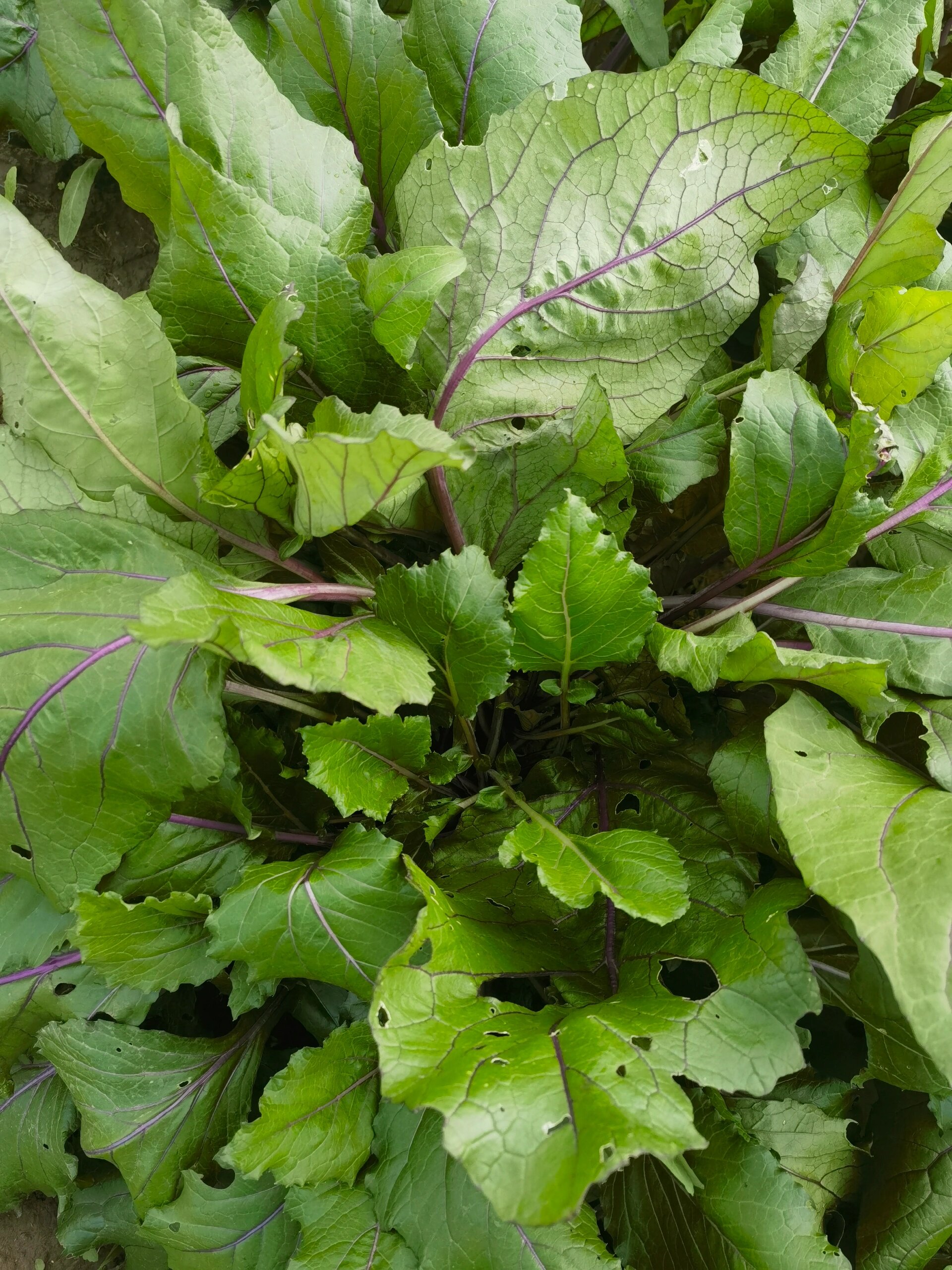 红菜苔长很多叶子,不出苔