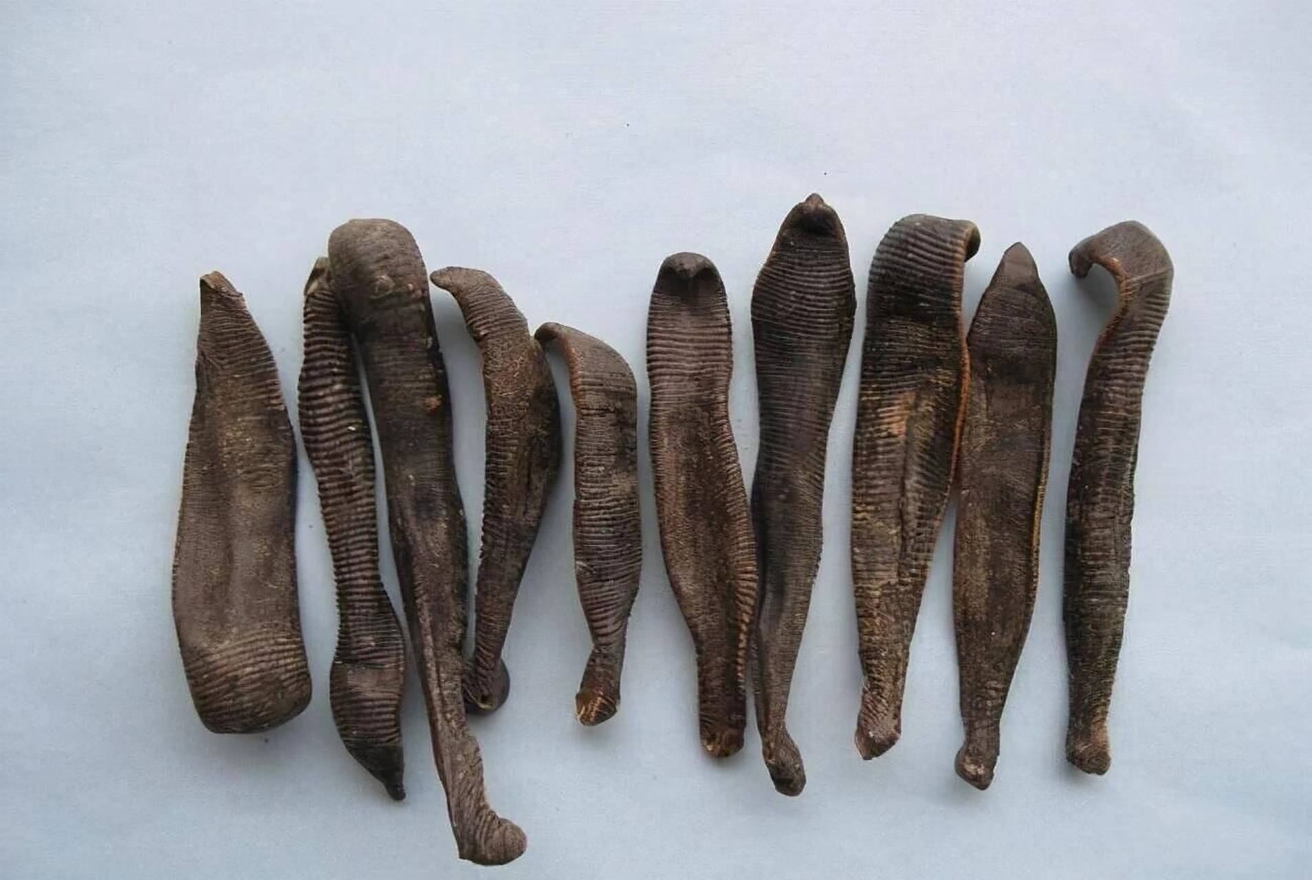 水蛭入药,你知道有什么用吗?