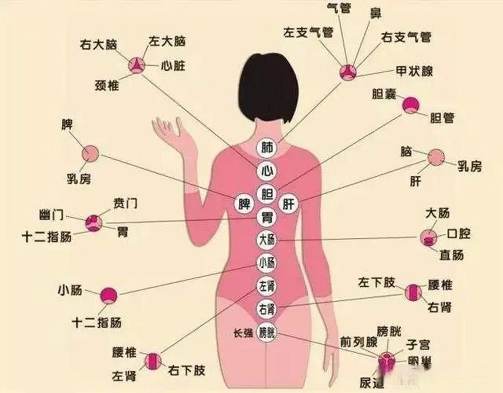 肩胛骨位置疼痛对照表图片