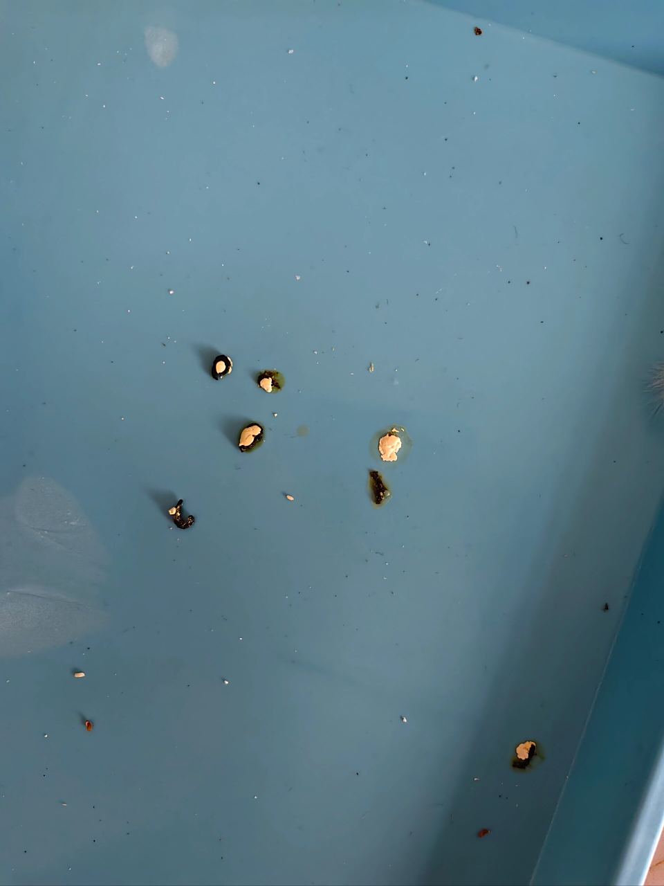 鹦鹉屁股黏屎 一大早起来发现家里的鸟宝屁股上都是