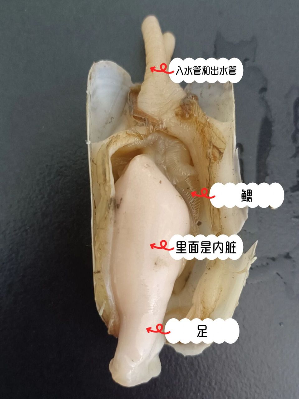 软体动物的内部结构图片