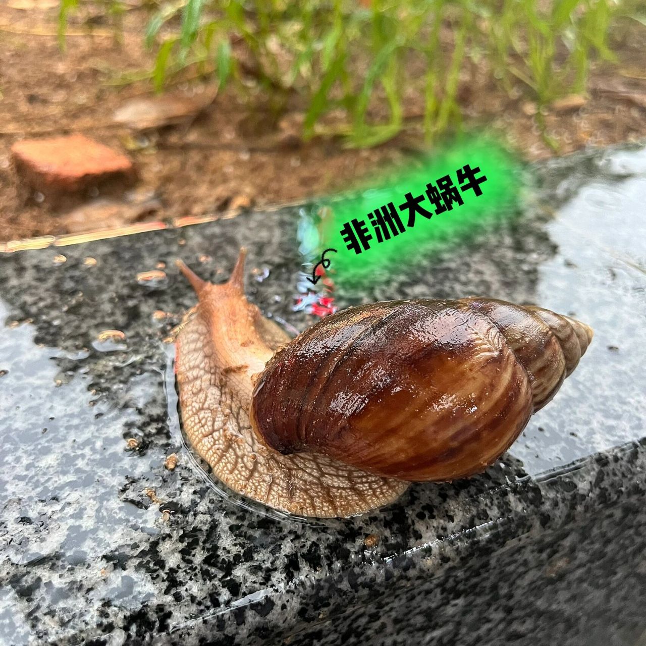 非洲大蜗牛 建议大家不要摸也不要煮了吃哦!