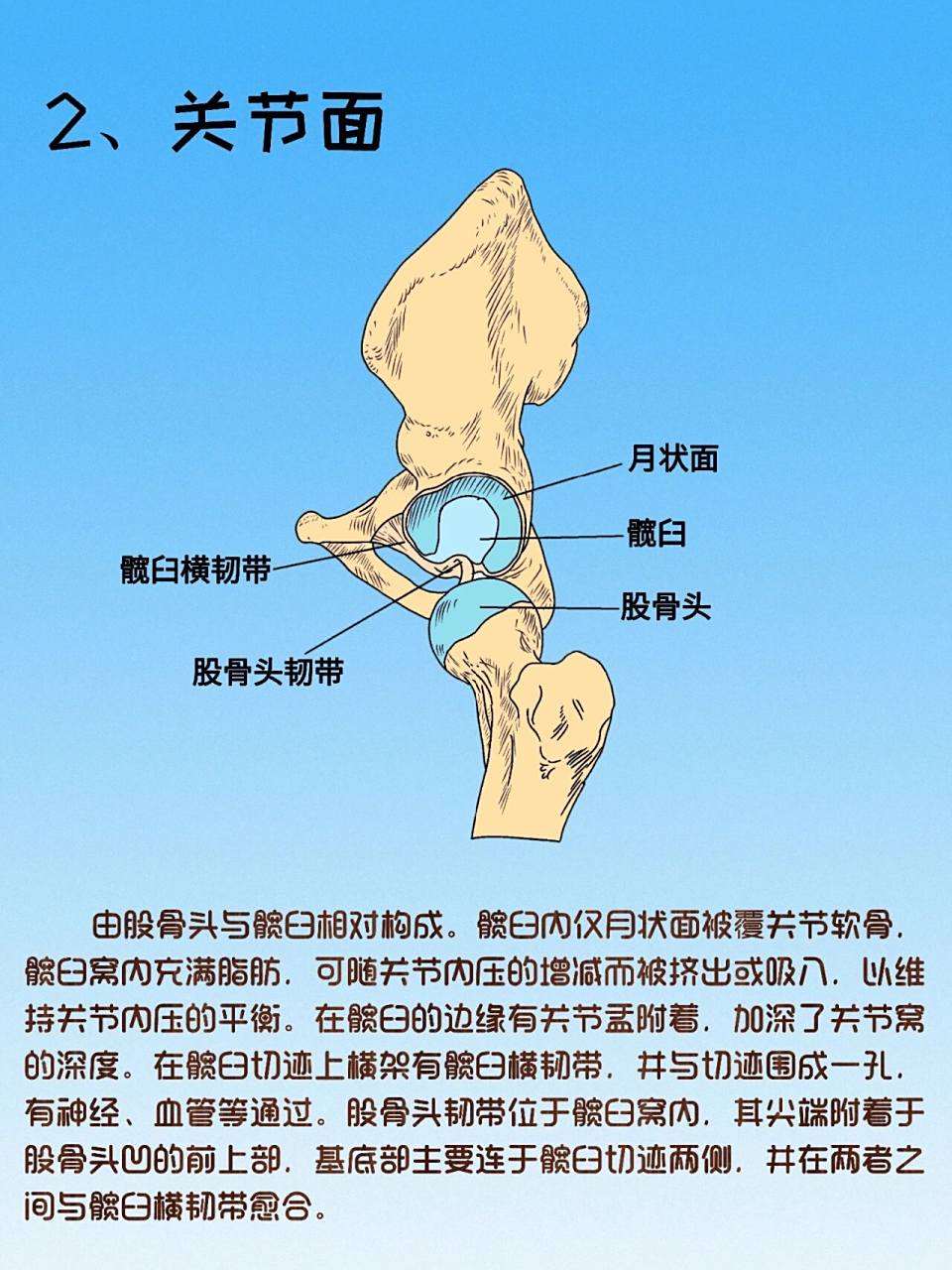 解剖日记之髋关节  髋关节由凹状的髋臼与凸状的股骨头构成,属于球窝