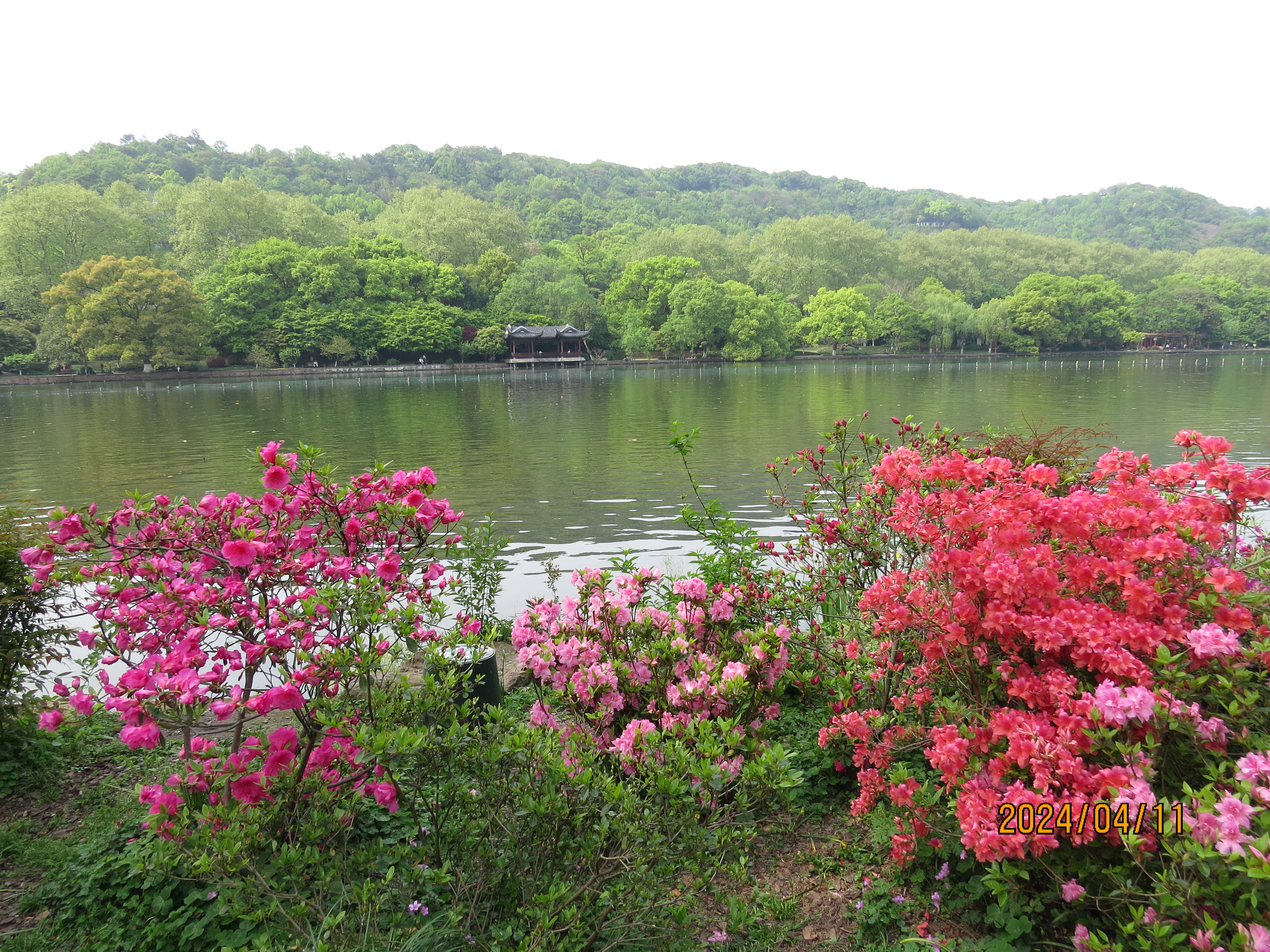 杜鹃花开,邂逅芳华.      三月三来好风光,西湖开满映山红.