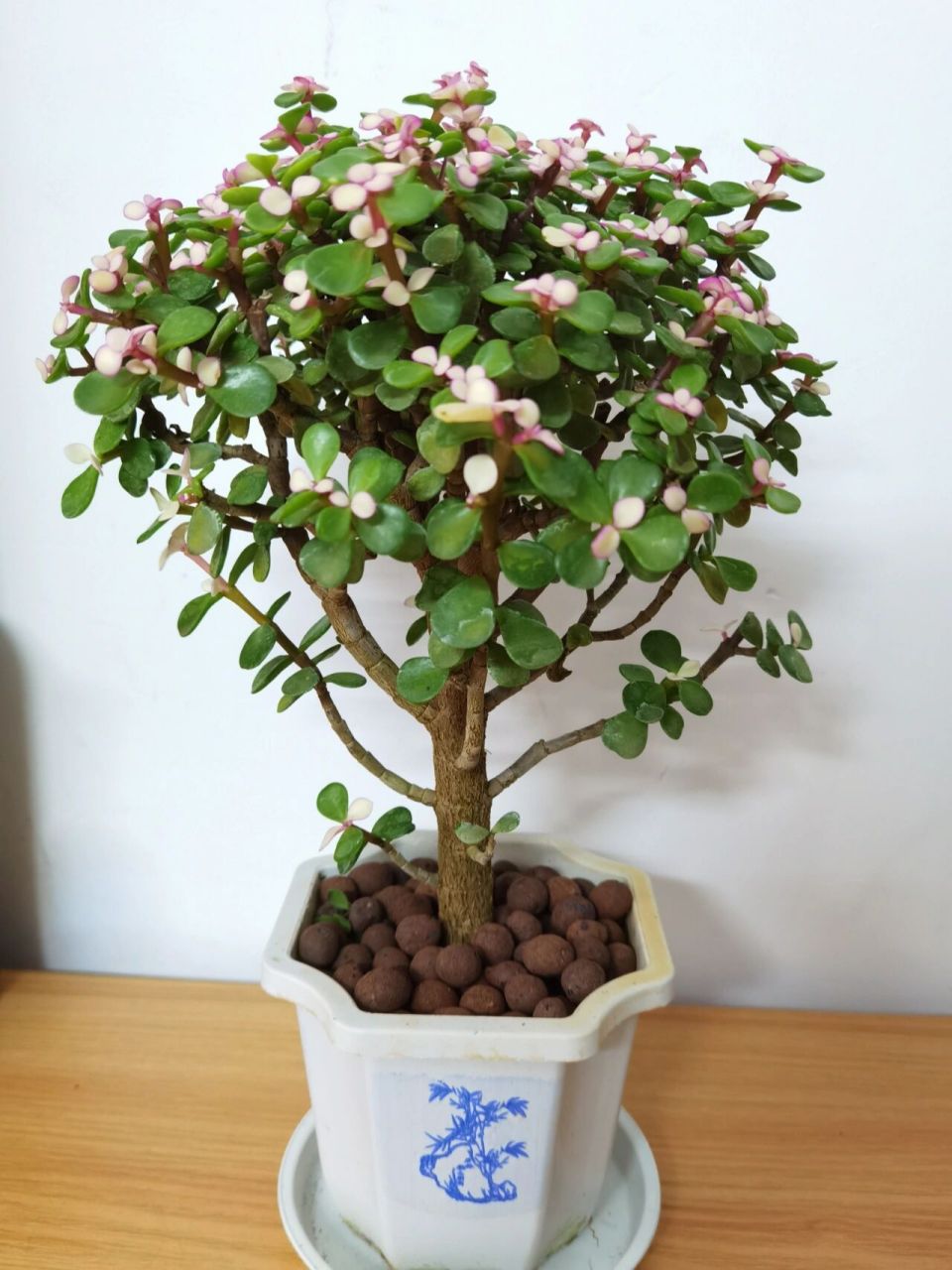 金枝玉叶还是药锦? 昨晚去逛花店刚入手,一眼相中 插着名字叫:金枝玉