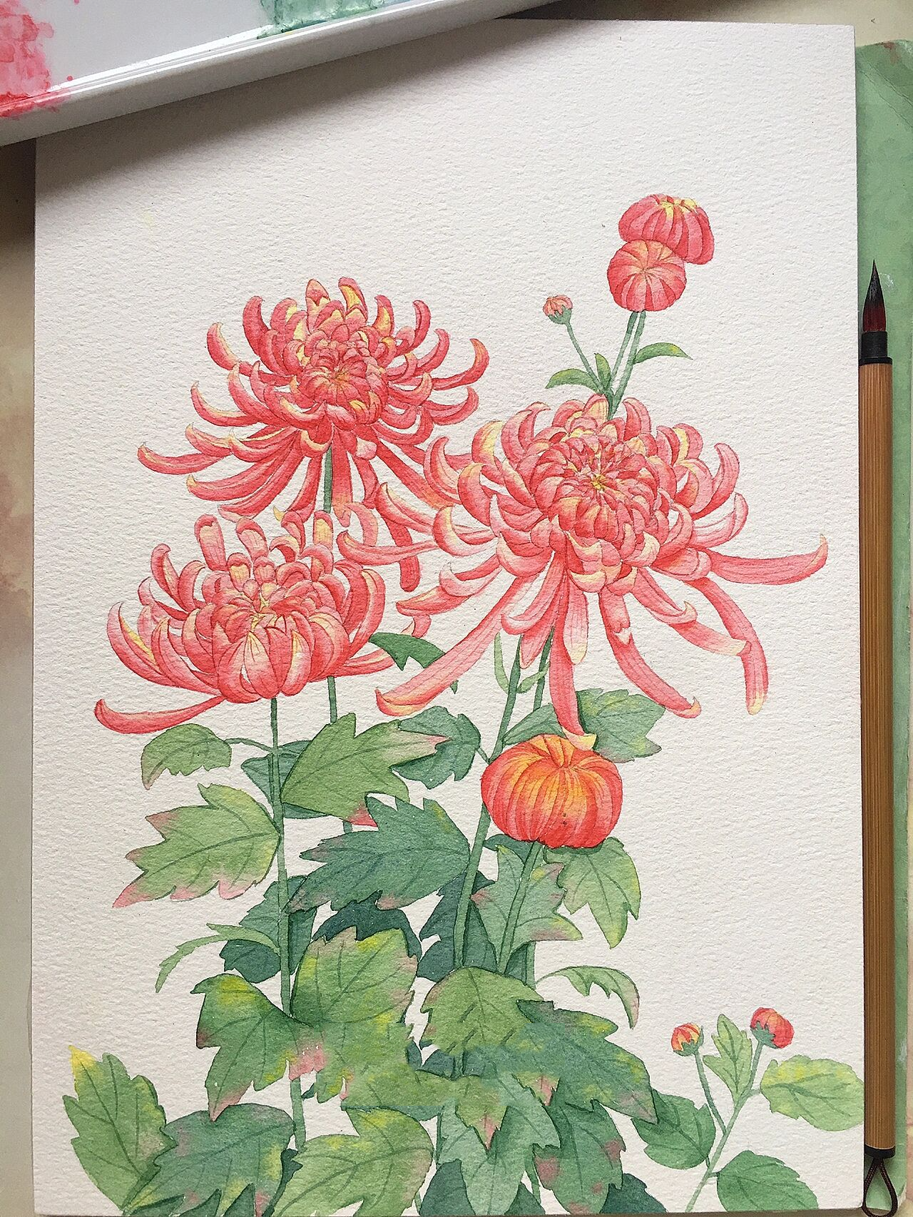 水彩花卉-水彩菊花附线稿和过程图 原创水彩菊花插画!