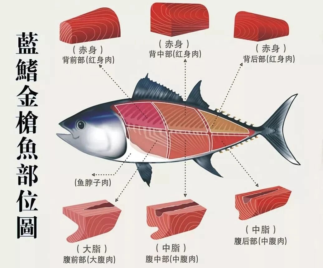 1,蓝鳍金枪鱼,它是八个金枪鱼种类中的一种,是一种大型的远洋性重要