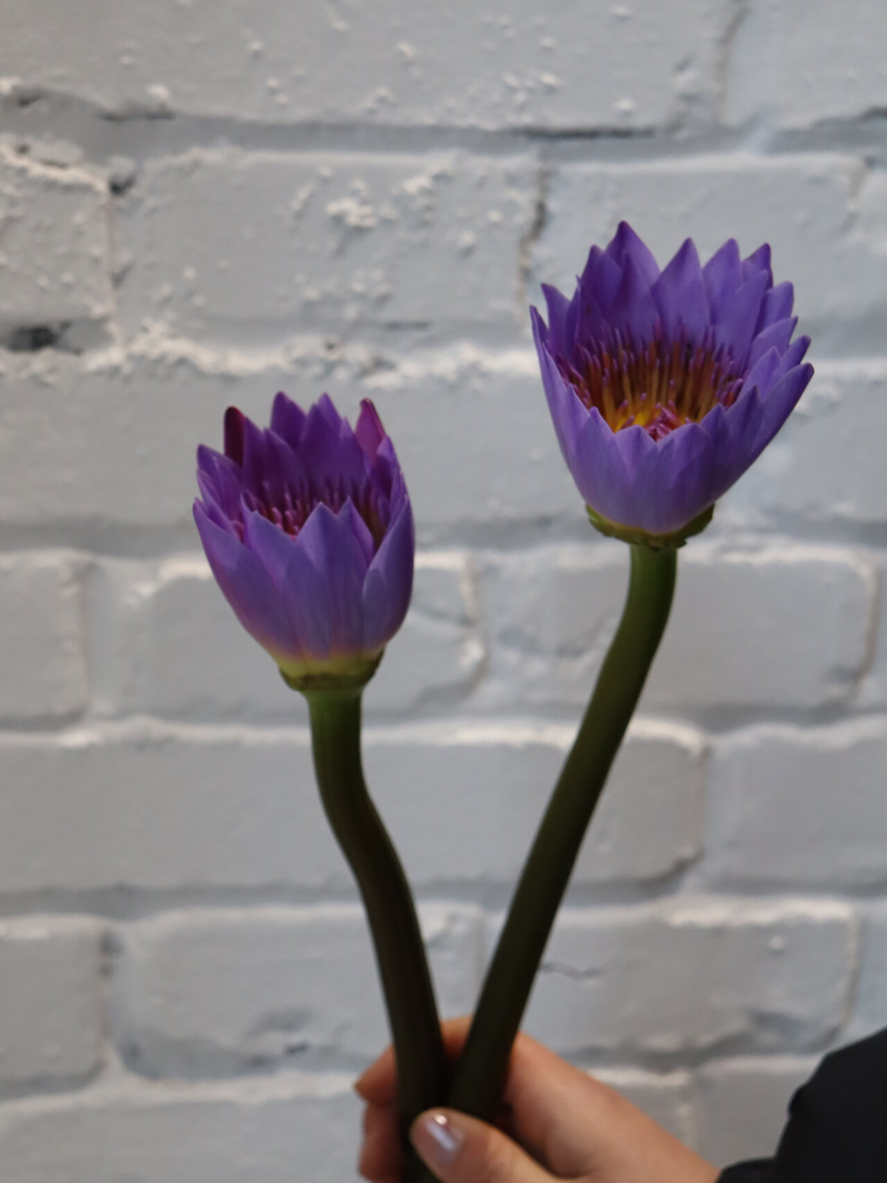 每日识花——睡莲 睡莲,又叫水浮莲,子午莲,她是尼罗河的新娘,亦是