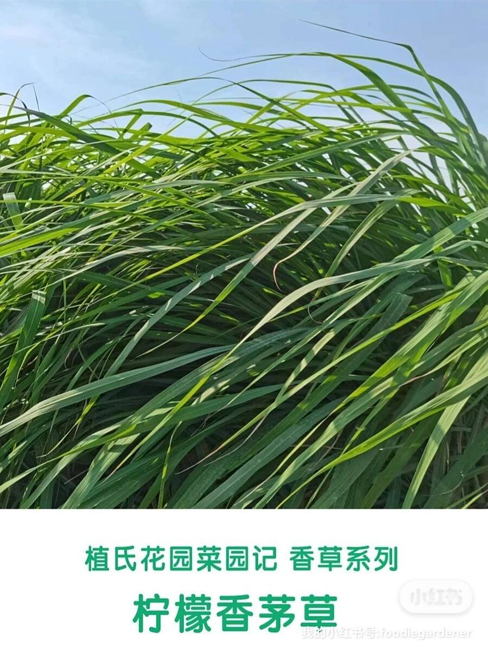 火辣辣的太阳贼拉拉的高-柠檬香茅草 柠檬草和柠檬香茅草是同一种植物