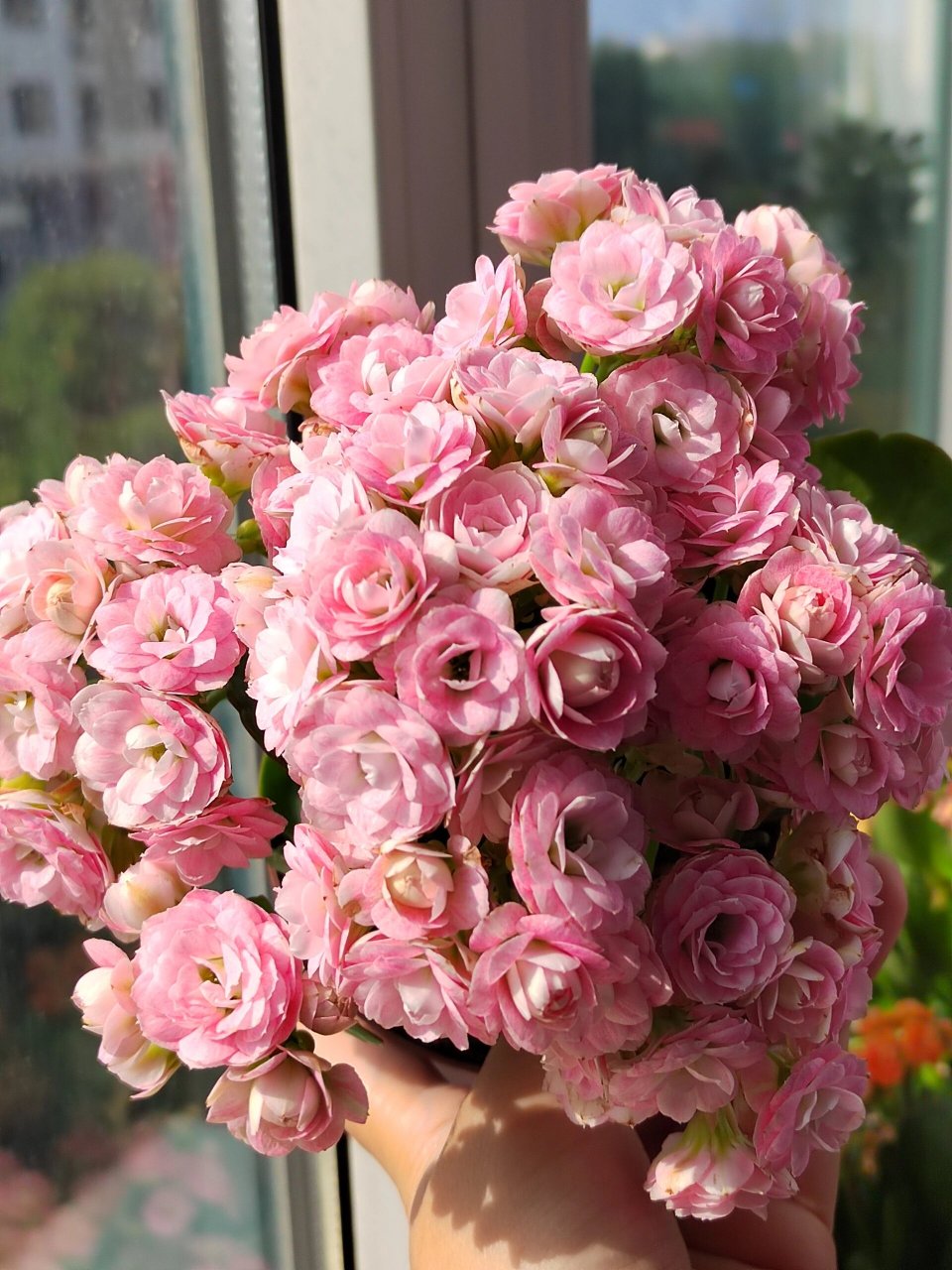 长寿花 玉芙蓉 下雨光线不好,拍不出她的美.