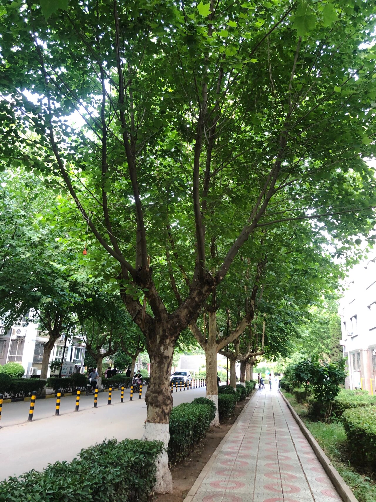 一排高大的法国梧桐不经意间勾起了我的乡愁