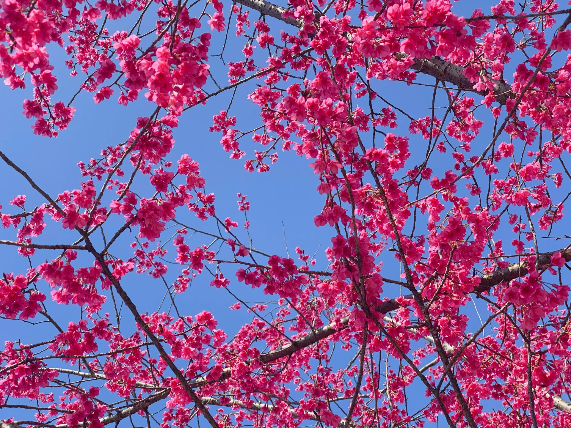 早樱之中国红樱花 是春天呐 又到看樱花的季节 蓝天配红樱花🌸