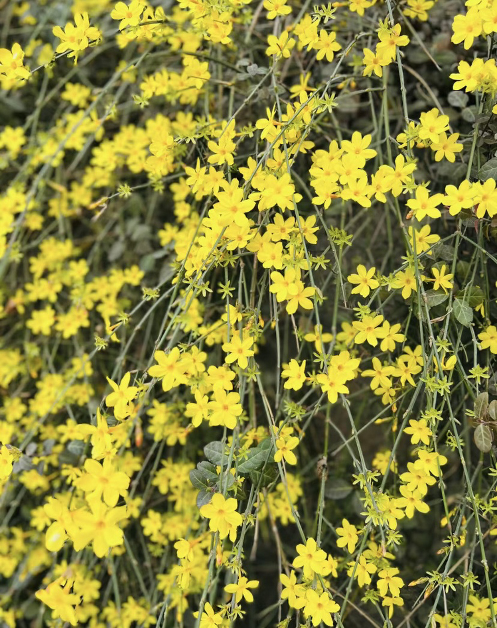 植物朋友|三年级作文 迎春花 首先确定主题  闻到的味道—由远及近的