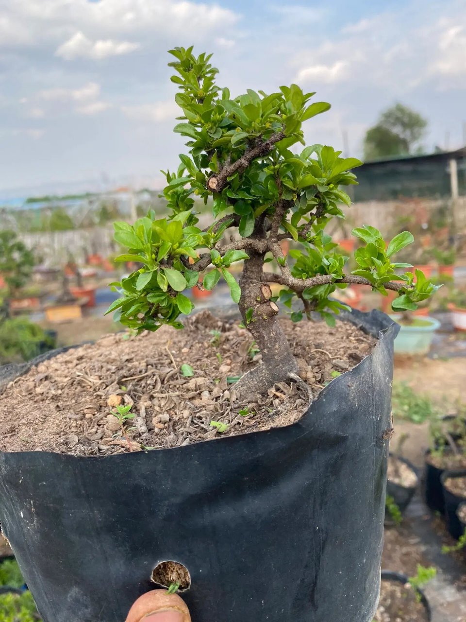 云南铁马鞭盆景