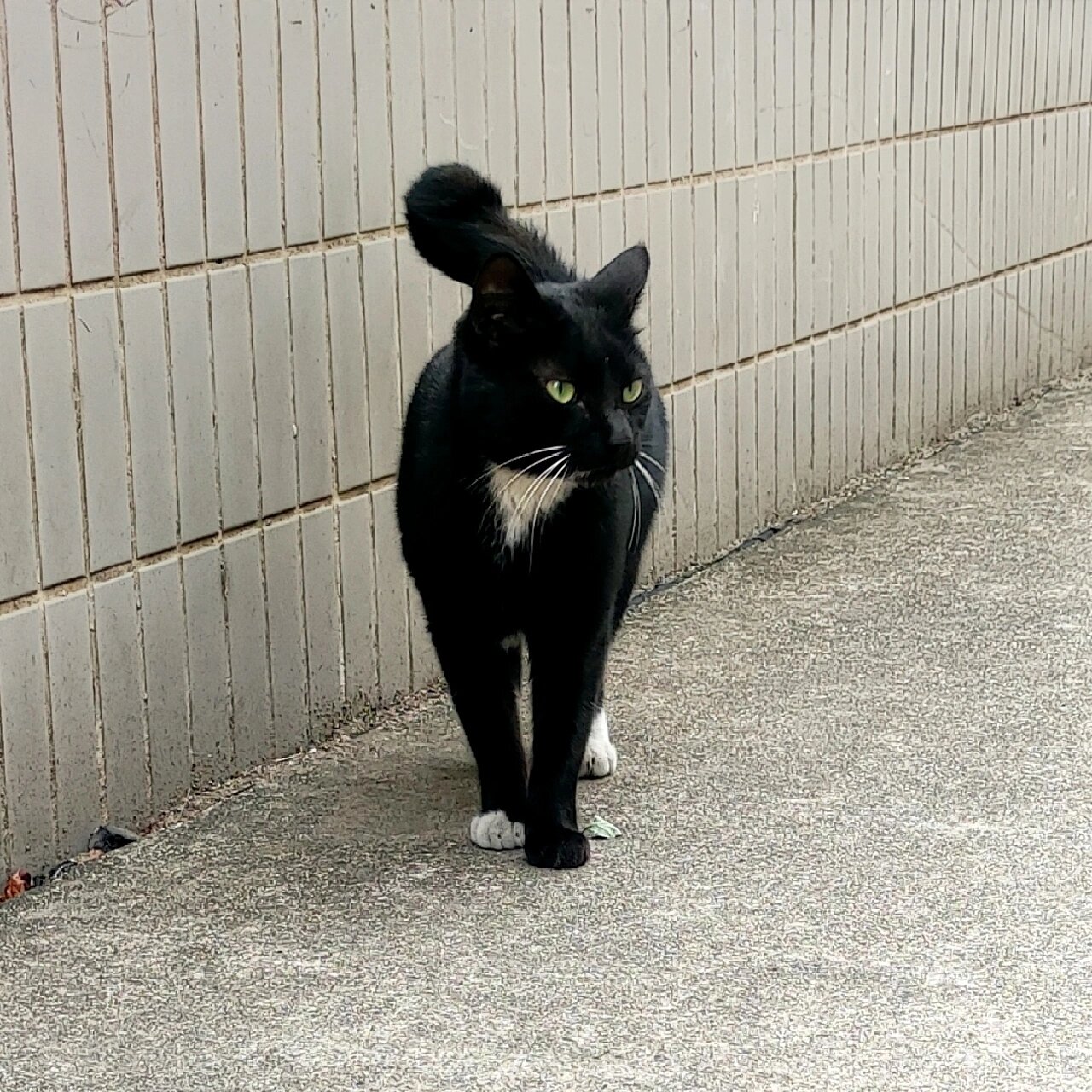 四脚踏雪的猫什么寓意图片