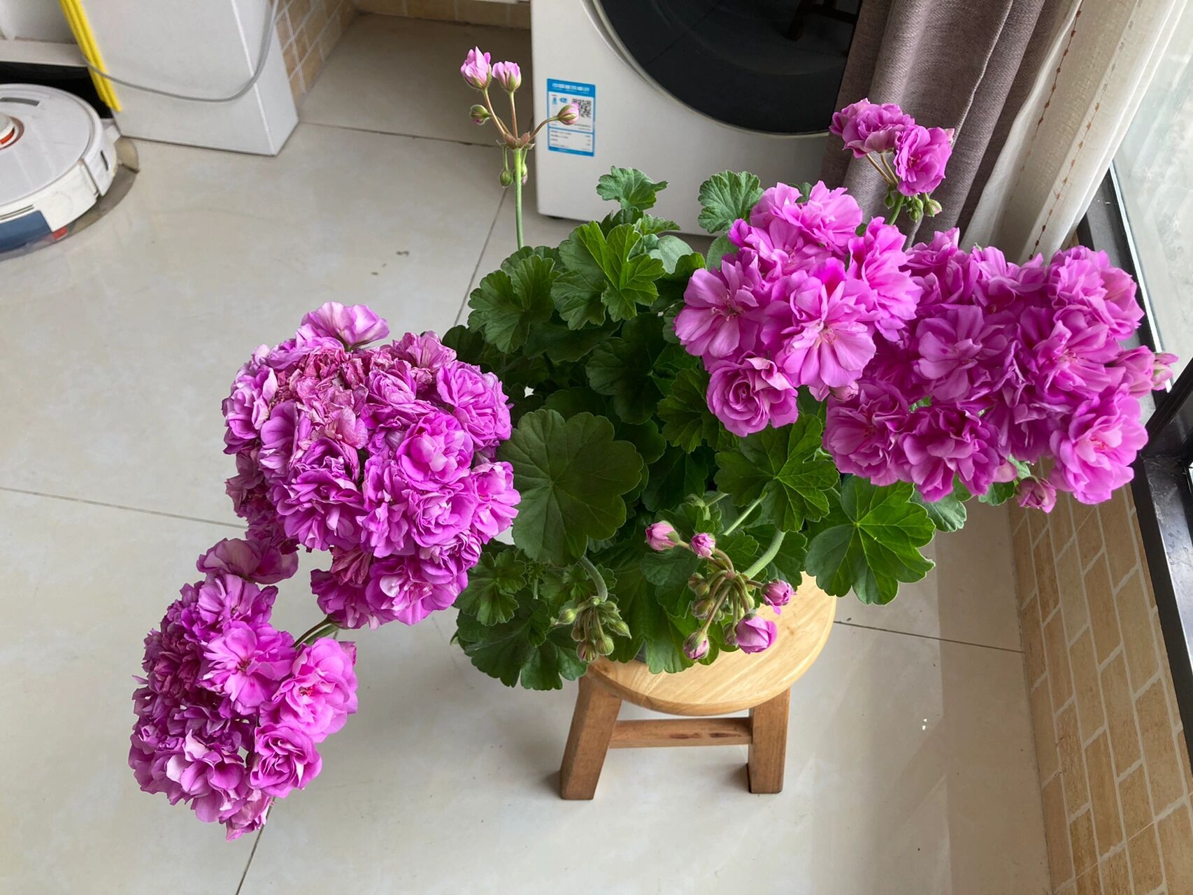 兽系天竺葵|丁香雾 今天是丁香雾的美照欣赏, 花球真的巨大!