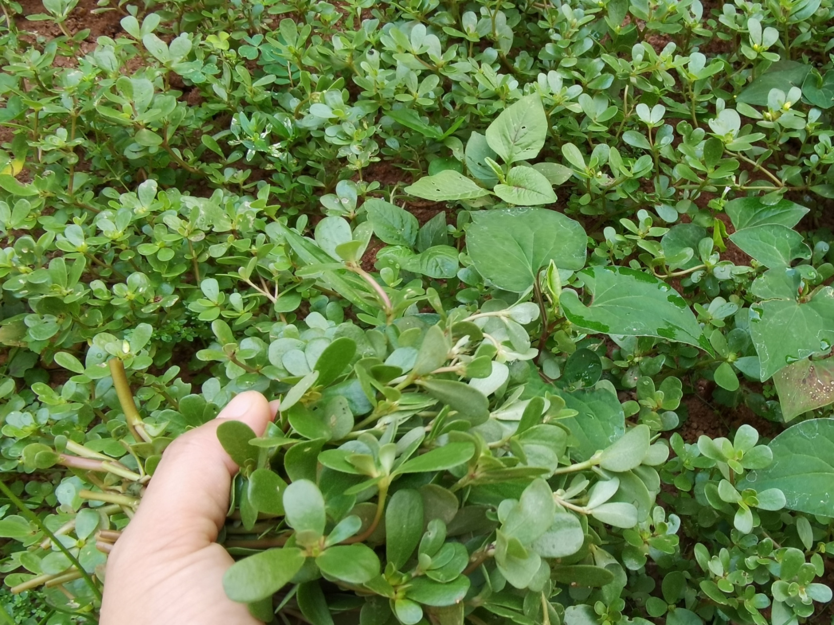 傍晚跑6公里爆汗一身!明天又是新的一周,加油! 老鼠耳