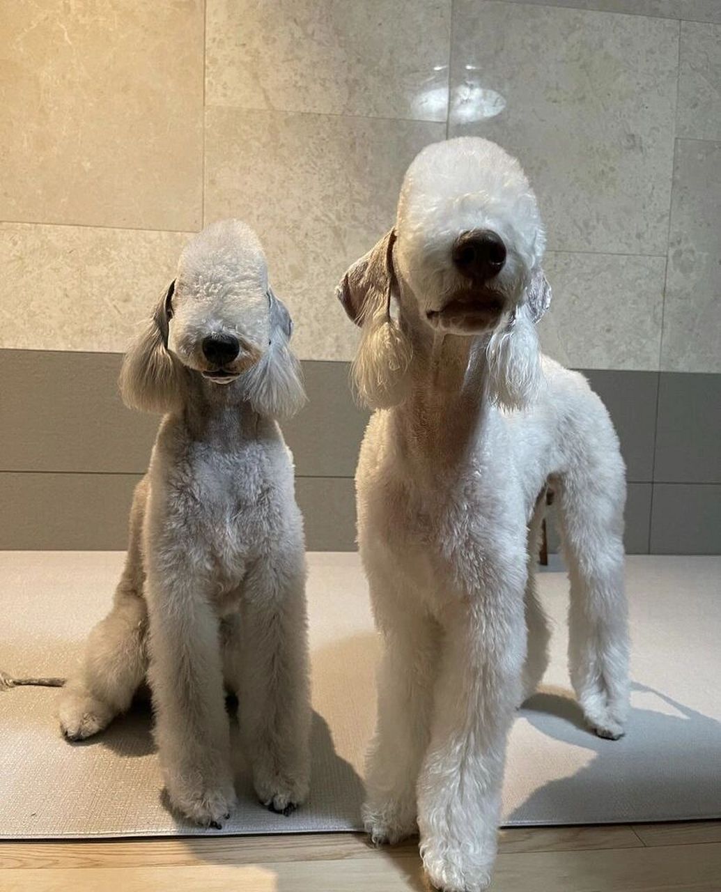 披着羊皮的小绵羊 贝灵顿犬  贝灵顿梗比其他梗犬拥有更长远的可追溯