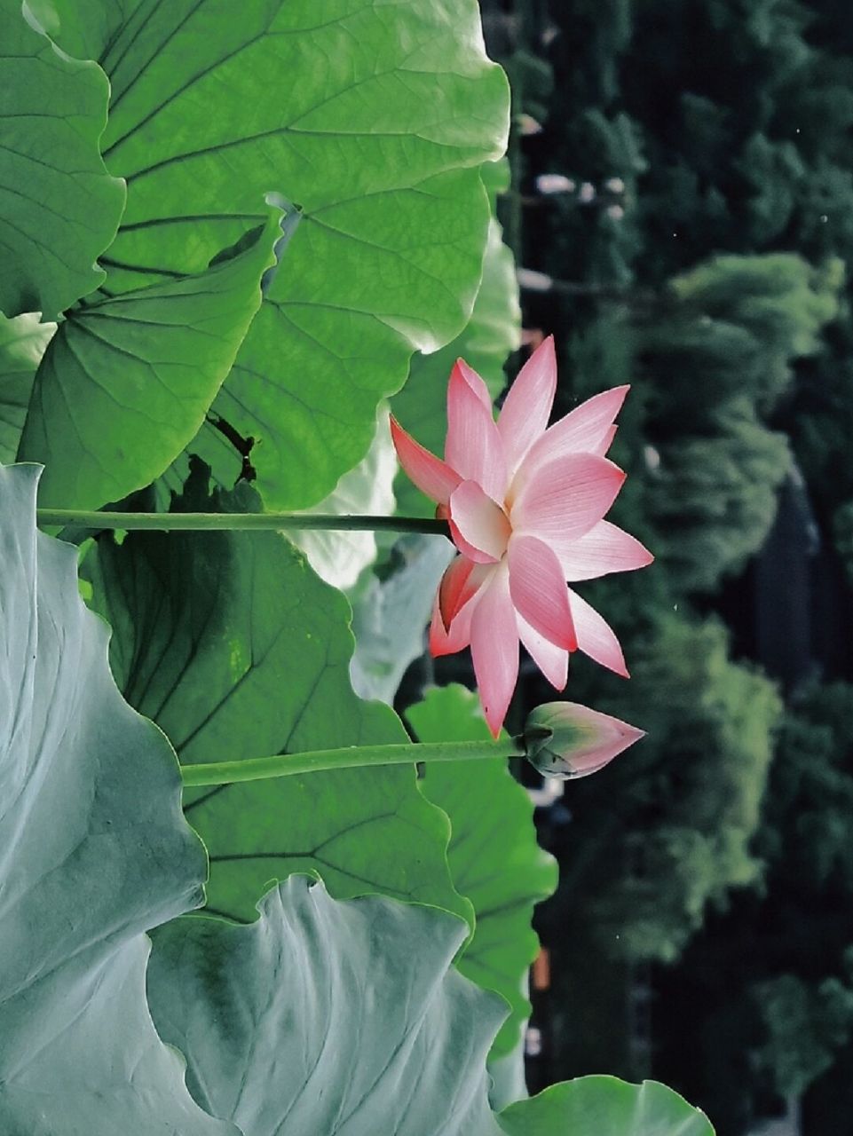 附调色教程 清晨去苏堤看日出 顺便逛了一大圈的西湖 没想到看到成片